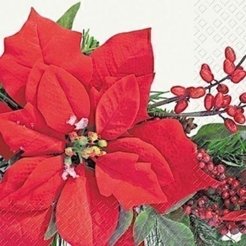 Photographic Red Pointsetta Amilia Christmas Napkins by Stewo. 20 napkins in pack. 3 ply. 33x33cm. Environmentally friendly cellulose printed with water-based inks.